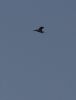 Great White Egret at Wallasea Island (RSPB) (Tim Bourne) (24435 bytes) Great White Egret at Wallasea Island (RSPB) (Tim Bourne) (24435 bytes)