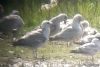 Caspian Gull at Bowers Marsh (RSPB) (Paul Griggs) (64185 bytes) Caspian Gull at Bowers Marsh (RSPB) (Paul Griggs) (64185 bytes)