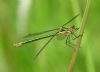 Scarce Emerald Damselfly at Bowers Marsh (RSPB) (Graham Oakes) (33942 bytes) Scarce Emerald Damselfly at Bowers Marsh (RSPB) (Graham Oakes) (33942 bytes)
