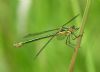 Scarce Emerald Damselfly at Bowers Marsh (RSPB) (Graham Oakes) (33942 bytes)