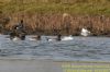 Smew at Bowers Marsh (RSPB) (Richard Howard) (88240 bytes)