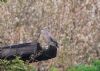 Turtle Dove at Wakering Stairs (Vince Kinsler) (83076 bytes)