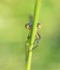 Scarce Emerald Damselfly at Canvey Way (Andrew Armstrong) (30083 bytes)