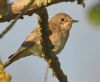 Spotted Flycatcher at Bowers Marsh (RSPB) (Graham Oakes) (60328 bytes) Spotted Flycatcher at Bowers Marsh (RSPB) (Graham Oakes) (60328 bytes)