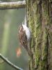 Treecreeper at Hockley Woods (Matt Bruty) (84189 bytes)