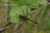 Ruddy Darter at Canvey Wick (Richard Howard) (58260 bytes)