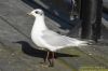 Mediterranean Gull at Southend Pier (Richard Howard) (61734 bytes)