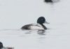 Scaup at Paglesham Lagoon (Jeff Delve) (52320 bytes)