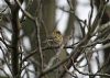 Serin at Gunners Park (Vince Kinsler) (72709 bytes)