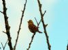 Yellowhammer at Private site with no public access (Sally Brierley) (50193 bytes) Yellowhammer at Private site with no public access (Sally Brierley) (50193 bytes)
