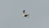 Caspian Gull at Vange Marsh (RSPB) (Steve Arlow) (15497 bytes)