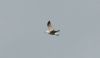 Caspian Gull at Vange Marsh (RSPB) (Steve Arlow) (15497 bytes) Caspian Gull at Vange Marsh (RSPB) (Steve Arlow) (15497 bytes)