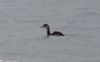 Great Crested Grebe at Canvey Point (Jeff Delve) (28802 bytes)