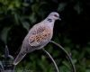 Turtle Dove at Canewdon (Jeff Delve) (48972 bytes) Turtle Dove at Canewdon (Jeff Delve) (48972 bytes)