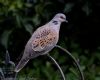 Turtle Dove at Canewdon (Jeff Delve) (48972 bytes)