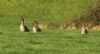 Tundra Bean Goose at Fleet Head (Steve Arlow) (52853 bytes) Tundra Bean Goose at Fleet Head (Steve Arlow) (52853 bytes)