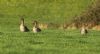 Tundra Bean Goose at Fleet Head (Steve Arlow) (52853 bytes)