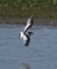 Little Gull at Bowers Marsh (RSPB) (Graham Oakes) (48314 bytes) Little Gull at Bowers Marsh (RSPB) (Graham Oakes) (48314 bytes)
