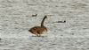 Black Swan at Bowers Marsh (RSPB) (Steve Arlow) (179373 bytes) Black Swan at Bowers Marsh (RSPB) (Steve Arlow) (179373 bytes)