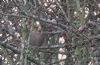 Hawfinch at Pound Wood (Tim Bourne) (76310 bytes)