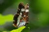 White Admiral at Belfairs N.R. (Richard Howard) (49190 bytes)