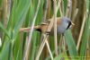 Bearded Tit at Wat Tyler Country Park (Richard Howard) (65038 bytes)