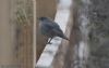 Black Redstart at Airport Business Park (Jeff Delve) (33703 bytes) Black Redstart at Airport Business Park (Jeff Delve) (33703 bytes)