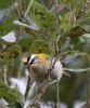 Firecrest at Priory Park (Tim Bourne) (68291 bytes)