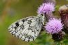 Marbled White at Bowers Marsh (RSPB) (Richard Howard) (71256 bytes)