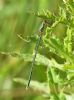 Willow Emerald Damselfly at Bowers Marsh (RSPB) (Graham Oakes) (62125 bytes) Willow Emerald Damselfly at Bowers Marsh (RSPB) (Graham Oakes) (62125 bytes)