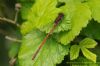 Large Red Damselfly at Benfleet Downs (Richard Howard) (113751 bytes)