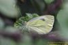 Green-veined White at Hadleigh Downs (Richard Howard) (50772 bytes)