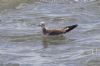 Sabine's Gull at Canvey Point (Jeff Delve) (70706 bytes)