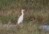 Cattle Egret at Tewkes Creek (Don Petrie) (41253 bytes)