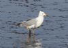 Yellow-legged Gull at Wallasea Island (RSPB) (Jeff Delve) (65294 bytes)