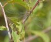 Willow Emerald Damselfly at Bowers Marsh (RSPB) (Graham Oakes) (73250 bytes) Willow Emerald Damselfly at Bowers Marsh (RSPB) (Graham Oakes) (73250 bytes)