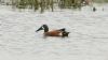 Anas sp. at Vange Marsh (RSPB) (Steve Arlow) (133201 bytes) Anas sp. at Vange Marsh (RSPB) (Steve Arlow) (133201 bytes)
