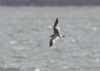 Sabine's Gull at Canvey Point (Jeff Delve) (35185 bytes)