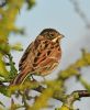 Reed Bunting at Bowers Marsh (RSPB) (Graham Oakes) (68358 bytes)