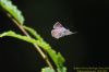 Purple Hairstreak at Belfairs Great Wood (Richard Howard) (30540 bytes)