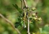 Southern Migrant Hawker at Benfleet Downs (Richard Howard) (62174 bytes)