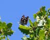 Purple Emperor at Belfairs N.R. (Vince Kinsler) (98167 bytes)