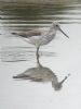 Greenshank at Benfleet Creek (Matt Bruty) (53374 bytes)