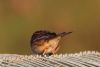 Twite at Wallasea Island (RSPB) (Tim Bourne) (43160 bytes)