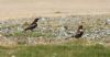 Ring Ouzel at Wakering Stairs (Steve Arlow) (129127 bytes) Ring Ouzel at Wakering Stairs (Steve Arlow) (129127 bytes)