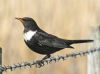 Ring Ouzel at Bowers Marsh (RSPB) (Graham Oakes) (44827 bytes)