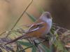 Bearded Tit at Bowers Marsh (RSPB) (Jeff Delve) (54495 bytes) Bearded Tit at Bowers Marsh (RSPB) (Jeff Delve) (54495 bytes)