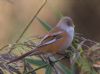 Bearded Tit at Bowers Marsh (RSPB) (Jeff Delve) (54495 bytes)