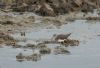 Green Sandpiper at Lower Raypits (Andrew Armstrong) (57461 bytes)