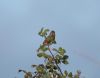 Dartford Warbler at Gunners Park (Paul Griggs) (19741 bytes)